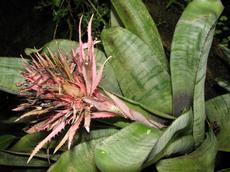 Aechmea fasciata (Aechmea fasciata)