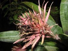 Aechmea fasciata (Aechmea fasciata)