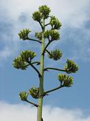 Agáve americká  (Agave americana)