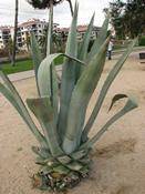 Agáve americká  (Agave americana)