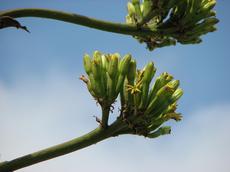 Agáve americká  (Agave americana)