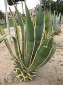 Agáve americká ‘Marginata’  (Agave americana ‘Marginata’)