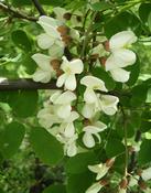 Trnovník akát (Robinia pseudoacacia)