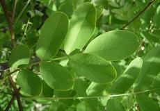 Trnovník akát (Robinia pseudoacacia)