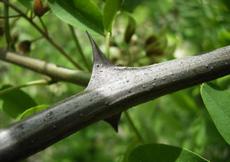 Trnovník akát (Robinia pseudoacacia)