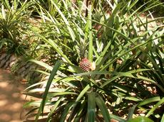 Ananasovník (Ananas comosus)  - Fotografie převzata od rodiny Novotných.