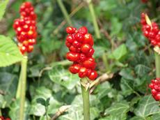 Árón plamatý (Arum maculatum)