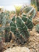 Astrophytum ornatum (Astrophytum ornatum)