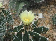 Astrophytum ornatum (Astrophytum ornatum)