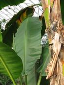 Banánovník (Musa sp. Yunnan)