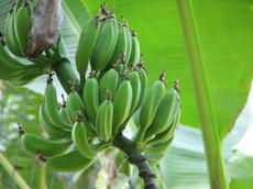 Banánovník (Musa sp. Yunnan)