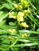 Barborka obecná (Barbarea vulgaris)