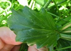 Barborka obecná (Barbarea vulgaris)