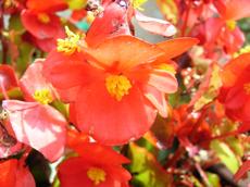 Begonie  (Begonia semperflorens)
