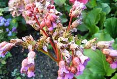 Bergénie tučnolistá (Bergenia crassifolia)