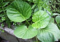 Bergénie tučnolistá (Bergenia crassifolia)