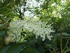 Bez černý (Sambucus nigra)