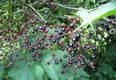 Bez černý (Sambucus nigra)