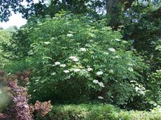 Bez černý (Sambucus nigra)