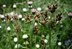 Bika ladní (Luzula campestris)