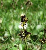 Bika ladní (Luzula campestris)