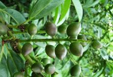 Bobkovišeň lékařská (Prunus laurocerasus)