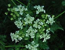 Bolehlav blamatý (Conium maculatum)