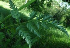 Bolehlav blamatý (Conium maculatum)