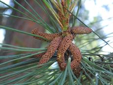 Borovice černá  (Pinus nigra)