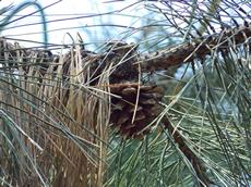 Borovice černá  (Pinus nigra)