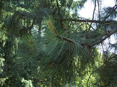 Borovice černá  (Pinus nigra)