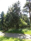 Borovice černá  (Pinus nigra)