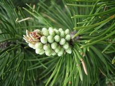 Borovice kleč  (Pinus mugo)