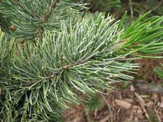 Borovice osinatá (Pinus strobus)