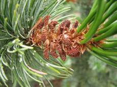 Borovice osinatá (Pinus strobus)