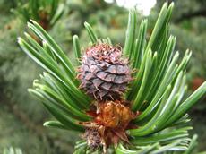 Borovice osinatá (Pinus strobus)