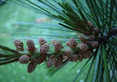 Borovice vejmutovka (Pinus strobus)