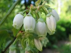 Borůvka ´Heidi´ (Vaccinium  ´Heidi´)