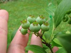 Borůvka ´Heidi´ (Vaccinium  ´Heidi´)