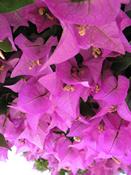 Bugenvilea lepkavá (Bougainvillea glabra)