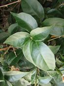 Bugenvilea lepkavá (Bougainvillea glabra)