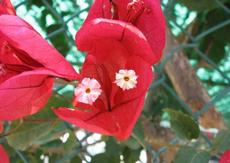 Bugenvilea lepkavá 'Choisy' (Bougainvillea glabra 'Choisy')