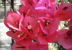 Bugenvilea lepkavá 'Choisy' (Bougainvillea glabra 'Choisy')