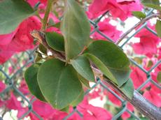 Bugenvilea lepkavá 'Choisy' (Bougainvillea glabra 'Choisy')