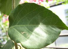 Bugenvilea lepkavá 'Choisy' (Bougainvillea glabra 'Choisy')