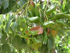 Brachychiton topolovitý (Brachychiton populneus)