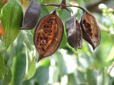 Brachychiton topolovitý (Brachychiton populneus)