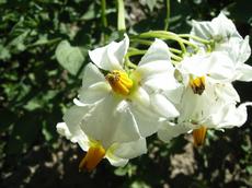 Lilek brambor (Solanum tuberosum)