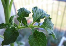 Lilek brambor (Solanum tuberosum)