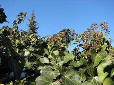 Břečťan popínavý (Hedera helix)